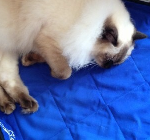 Small Animal Cooling Mats